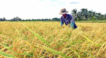 دعوة للمشاركة في مسابقة أرز دلتا ميكونغ الشهية الأولى.